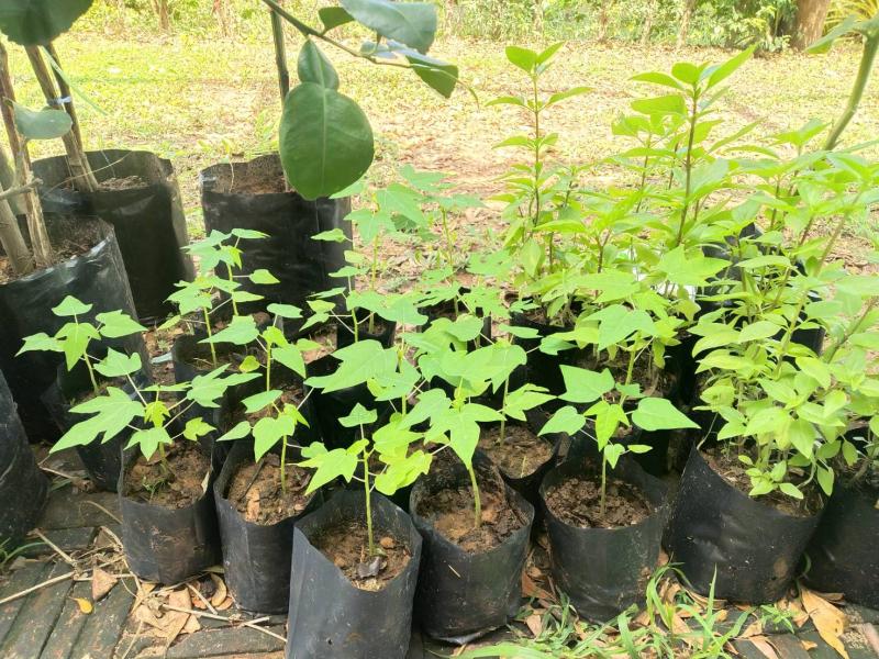 ต้นมะละกอพันธุ์แขกดำ