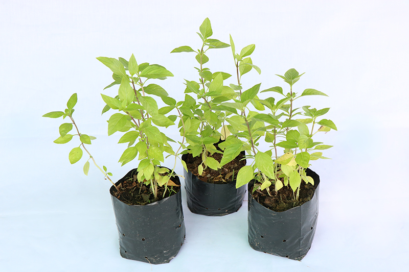 ต้นโหระพา