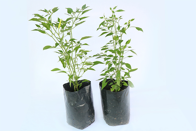 ต้นพริก