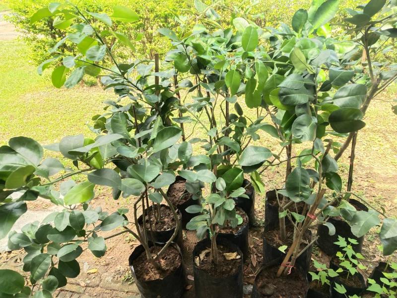 ต้นส้มโอพันธุ์ขาวแตงกวา