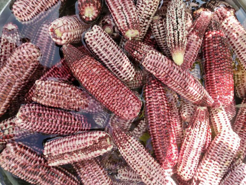 ข้าวโพดต้ม